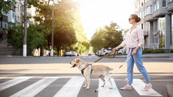 You want to make a right turn at the corner. A pedestrian with a guide dog is at the corner ready to cross the street in front of you. Before making your right turn, you should:
